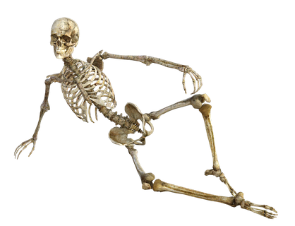 A&P: Skeletal System • Resources